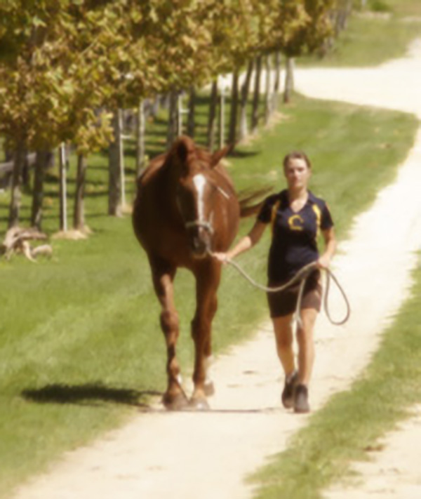 Argyle Showjumping Stables - Young Horses For Sale, Australia